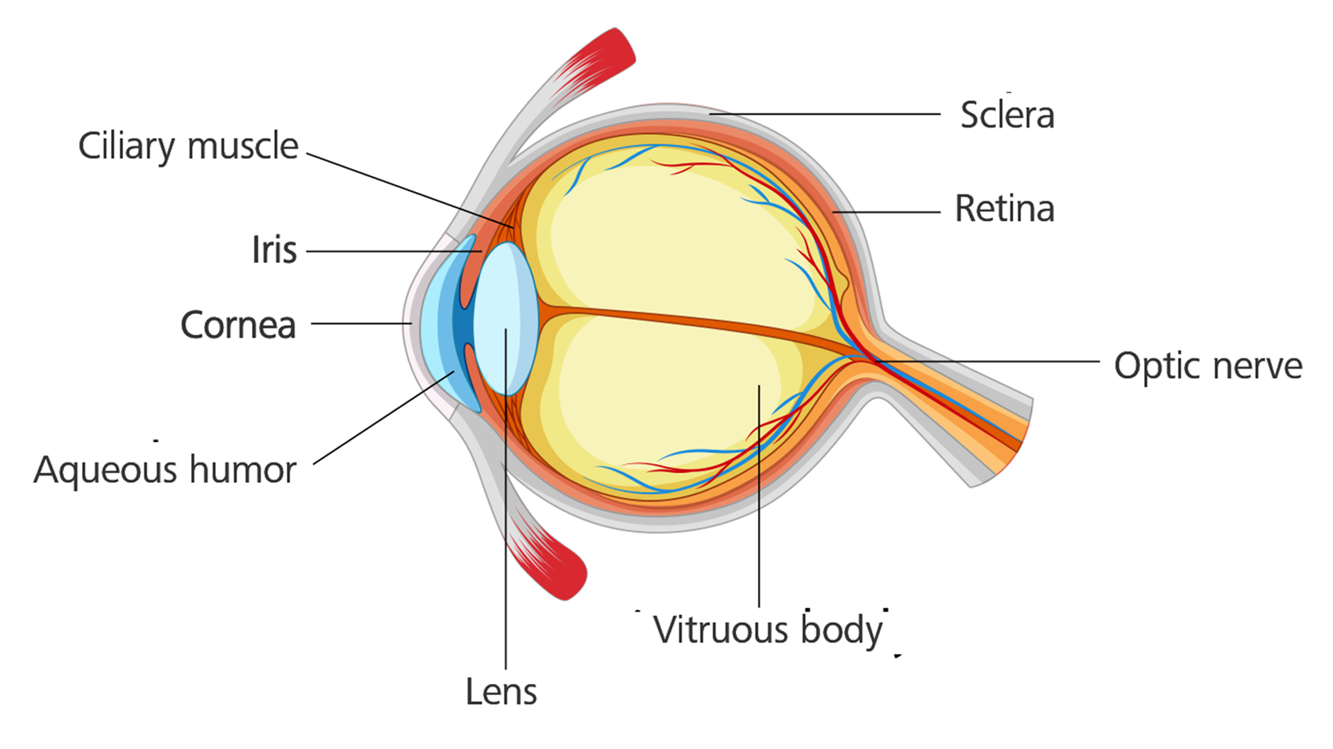 Ojo sano