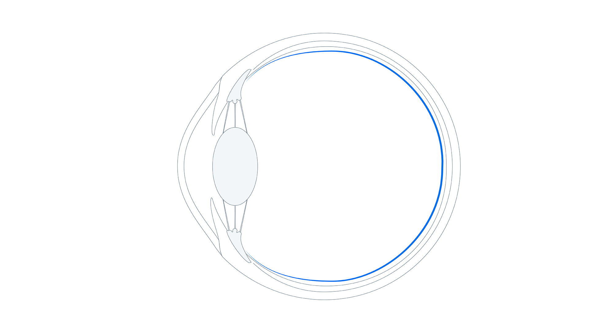 Estructuras al fondo de tu ojo: retina, mácula y nervio óptico.