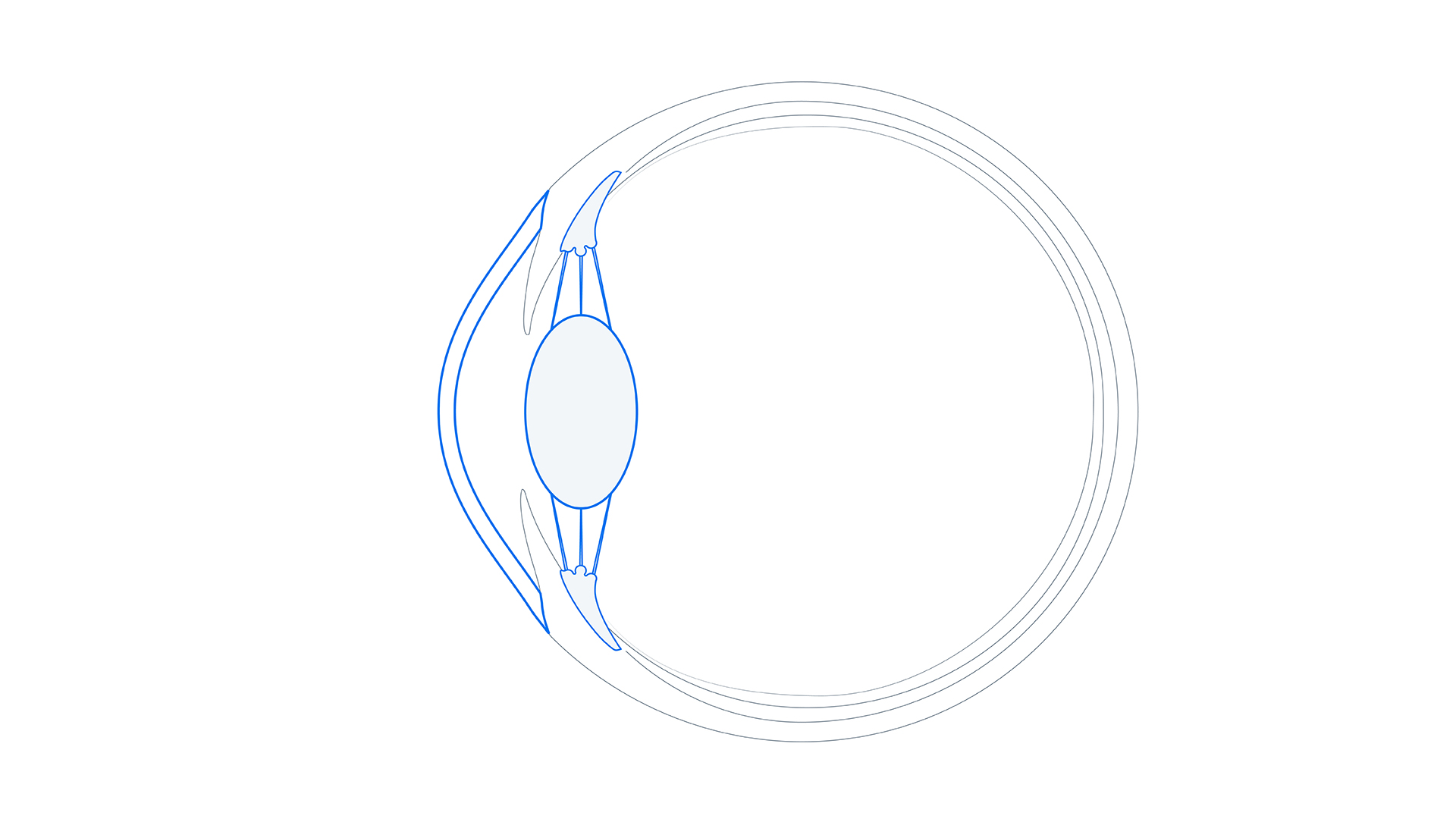 Estructura frontal y central del ojo: Córnea, párpados y cristalino.