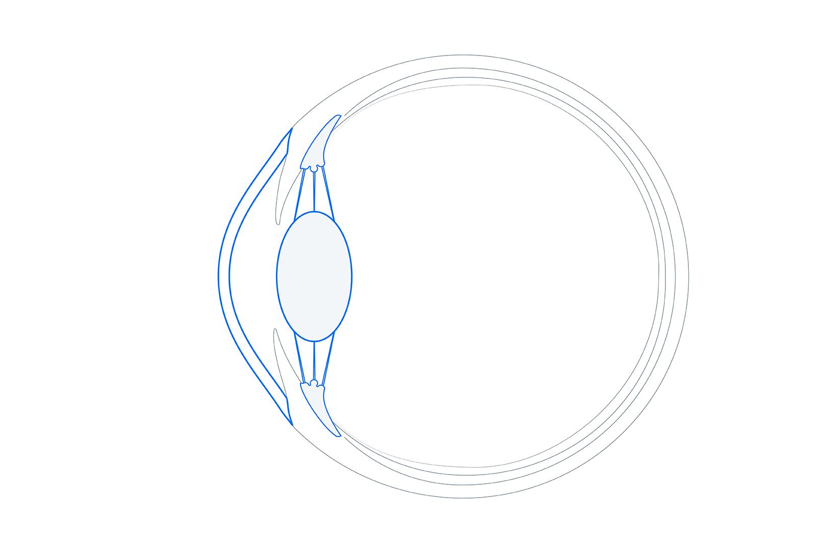 La estructura frontal y central de tu ojo.